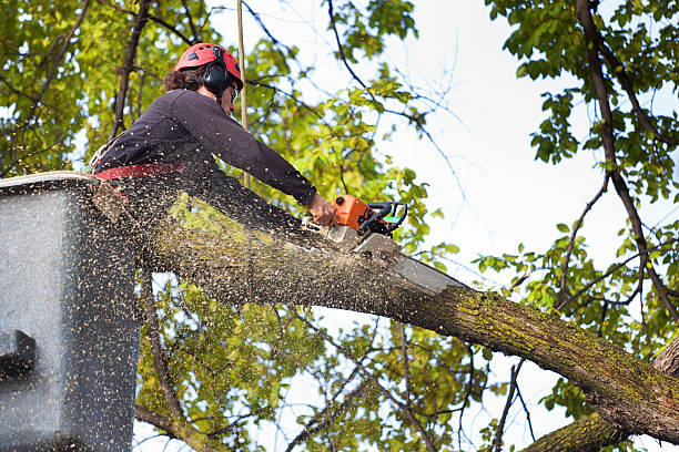 Best Tree Disease Treatment  in Folsom, PA